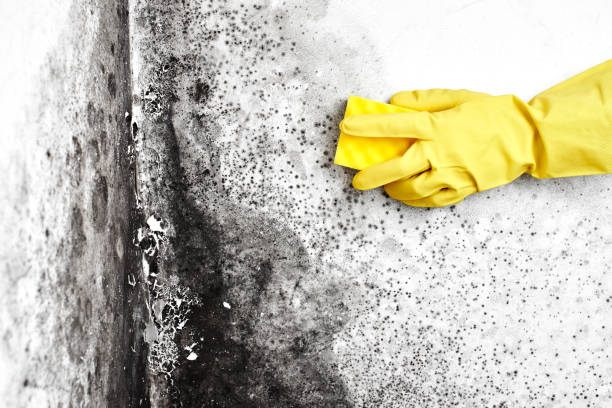 Best Residential Mold Removal  in Nokomis, IL