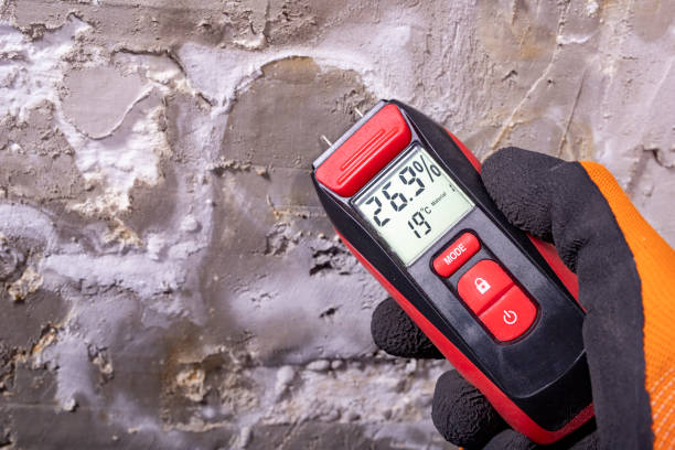 Best Black Mold Removal  in Nokomis, IL