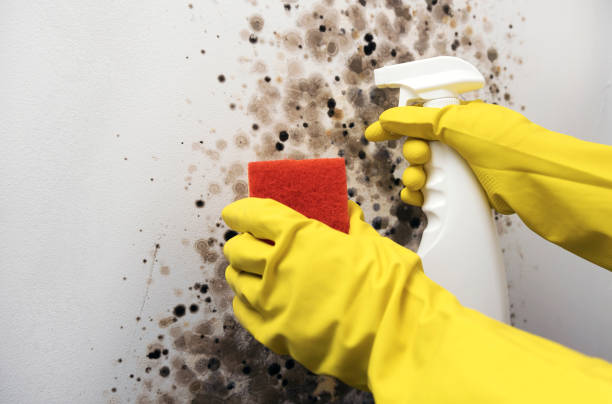 Best Mold Damage Repair  in Nokomis, IL